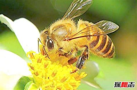 蜜蜂来家里|蜜蜂来家里是福还是祸？